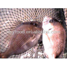 Red Seabream Fish